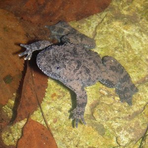 Bombina pachypus