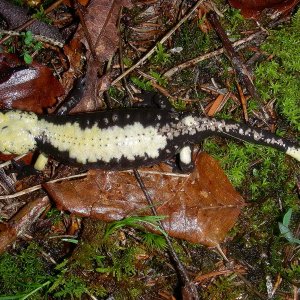 Salamandra atra aurorae