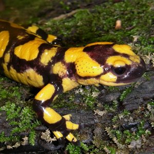 Salamandra salamandra