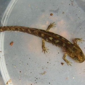 Euproctus platycephalus larvae