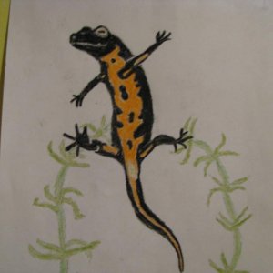 Firebelly newt- Drawn with crayons.