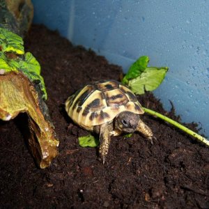 Atlas, This little tortoise is a monster!