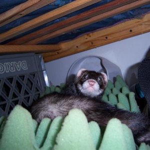 Woozel Chillin under the bed