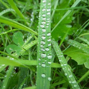 Just water beading on grass in the backyard