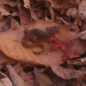 Adult Notophtalmus viridescens viridescens and an eft.