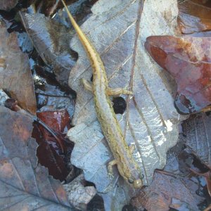 Blue Ridge Dusky salamander, this species wasn't even formely described until 1996.