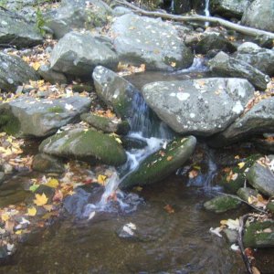 Northern spring salamander habitat.