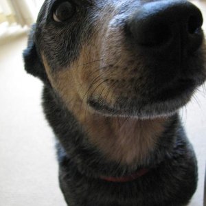 Poppy, my current heeler cross kelpie.