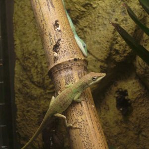 Here is a normal green anole and then the blue phase.