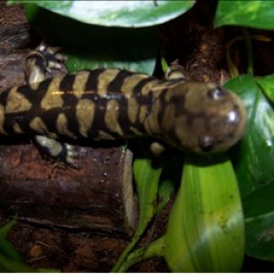 Angelica, my female tiger salamander. She is 9 inches long.