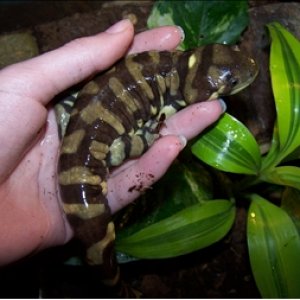 Pete, my male tiger salamander. He is 91/2 inches long.