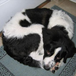 Moose all curled up after a bath