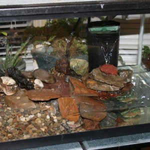 10 gallon with all our salamanders in it....