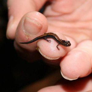 one of the little "orangies" we found under a rock in akron just 2 days before the first snow this year