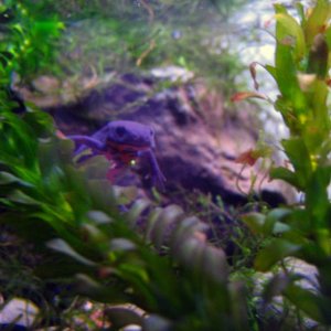 Gilbert exploring Elodea jungle.