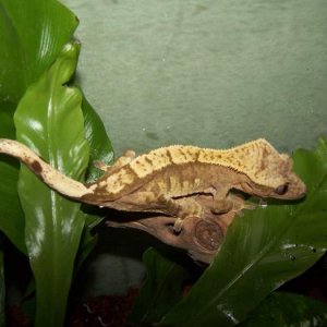 Banana is a female moaca and cream harlequin morf crested gecko.