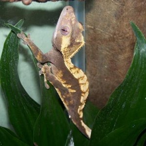 Rune is a male blond harlequin morf crested gecko.