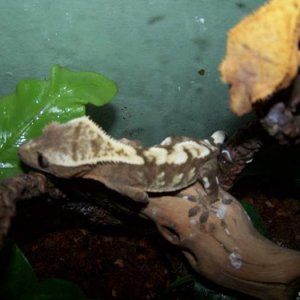 Angua is a female blond harlequin morf crested gecko.