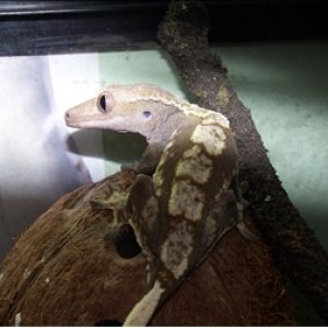 Mela is a female blond harlequin morf crested gecko.
she is the mother of Rune, Angua and Banana.