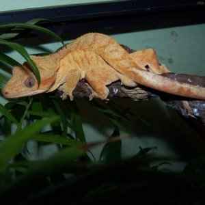 Sherburt is a male red tiger morf crested gecko.