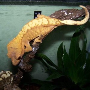 Sand Storm is a female orange fire morf crested gecko.