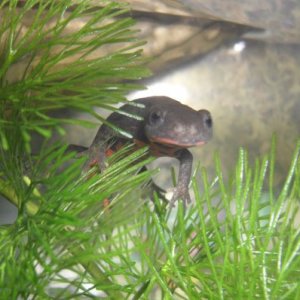 Chinese Fire Bellied Newt (Cynops orientalis)