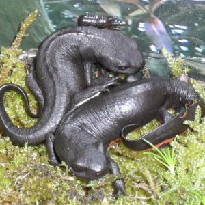 Chinese Fire Bellied Newt (Cynops orientalis)