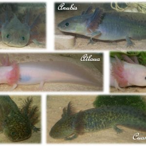 Here's the gang: Anubis, a GFP Melanoid; Atlaua, a freckle faced Leucistic; and Cuaxolotl nicknamed Cool, a GFP wildtype 4/25/10 age 4 mo.