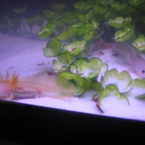 Both Pokey and Pinky are in this picture, some blood worms scattered around (the first and only time I gave them those worms, they were hell to clean 