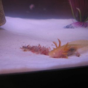 Baby picture of Pokey, my male golden albino. Eatin' some brine shrimps.