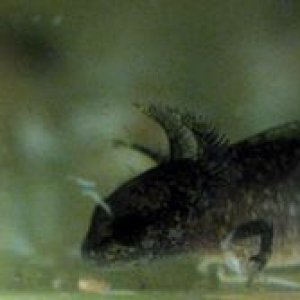 Nominal Cynops ensicauda larva