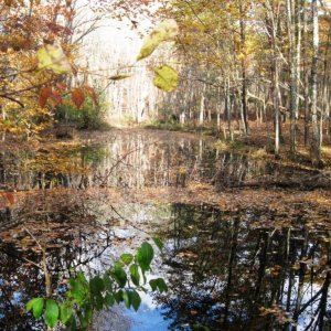 Vernal Pool