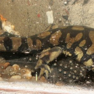 Ambystoma mavoritum laying eggs