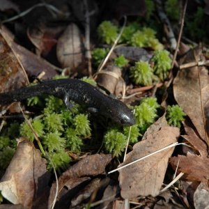 Salamanders Spring '10 022 | Caudata.org: Newts And Salamanders Portal