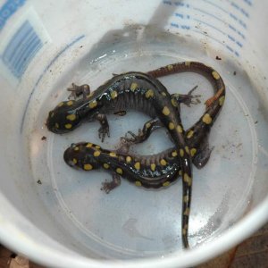 salamanders spring '10 027