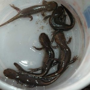 salamanders spring '10 031