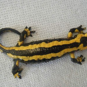 Mummy Fire salamander.....cant belive she only had 1 baby!