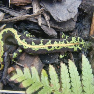 Marbled newt