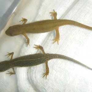 Red spot newts