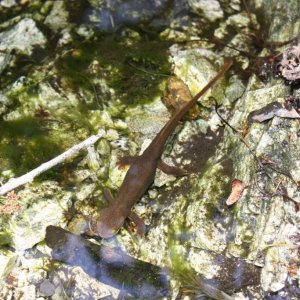 CA newt, one of 50,000,000 that day...