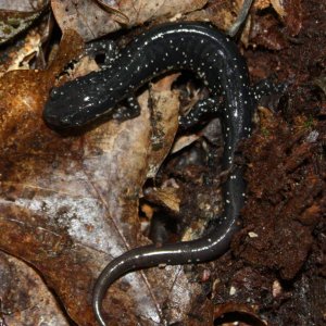 Slimy Salamander