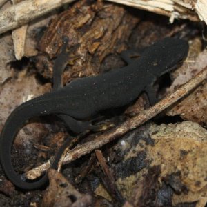 Central Newt