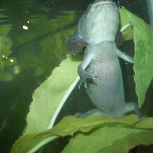 Anubis 5/10/10 always the clown. Here he is sitting up like a dog while balanced on a leaf about a foot above the tank floor!