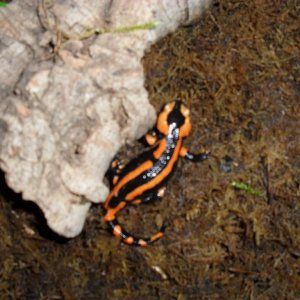 S s terrestris Red form