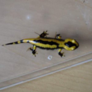 S s terrestris (5-6cm)