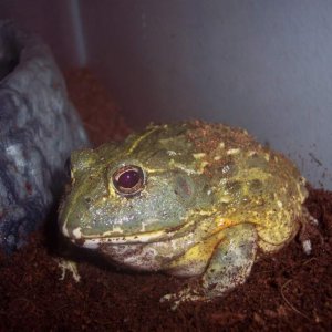 Galactus the Pyxie Frog