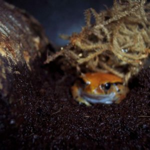 Tomato Frog