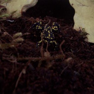 Bumble Bee Toad