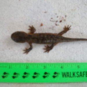 Ambystoma Tigrinum on 5/16/2010. Any guess on age?