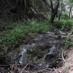 Taricha torosa habitat